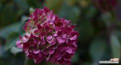 绚丽多彩的绣球花，背后隐藏的花语和象征意义 绣球花花语及代表意义