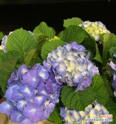 探索绣球花所代表的各种意义 绣球花的寓意与象征