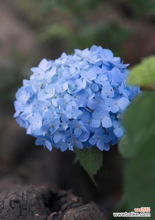 揭秘绣球春化的奥秘,科学引导花卉开花 解析绣球春化的意义和作用