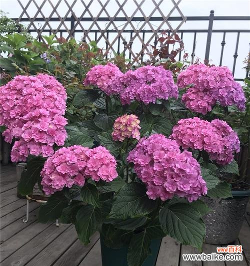 揭秘绣球春化的奥秘,科学引导花卉开花 解析绣球春化的意义和作用