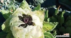 雪莲花的优雅与坚韧，寄托着人们的希望与勇气 雪莲花的寓意与象征意义