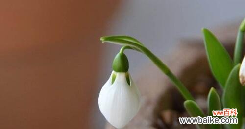 四季芬芳,生命之美——雪滴花的秘密与故事 雪滴花的花语与传说