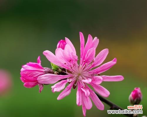 桃子的象征意义和文化传统 桃子的寓意与象征