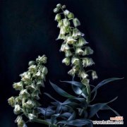 揭秘以嚏根草的花语和传说 以嚏根草的花语和传说