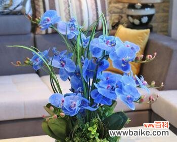 娇艳的花朵中的坚韧与力量 天蓝色的蝴蝶兰