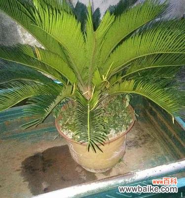 探寻铁树的坚韧与美丽 以铁树不开花的含义及启示