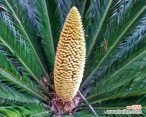 铁树盛放 铁树花开,寄情天地