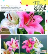 象征美满饰物的花朵是什么花？这种花的花语有哪些含义？