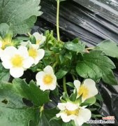 草莓做的花象征什么？如何用草莓创造花束？