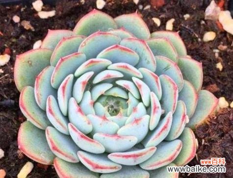 圆弧花的寓意是什么?如何正确解读圆弧花的象征意义?