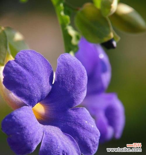 修仙的花花语是什么?如何理解修仙文化中的花卉象征?