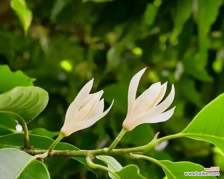 祝福兵哥花语是什么?花语背后的意义有哪些?