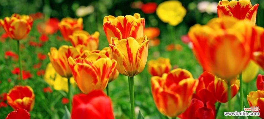 祝福兵哥花语是什么?花语背后的意义有哪些?