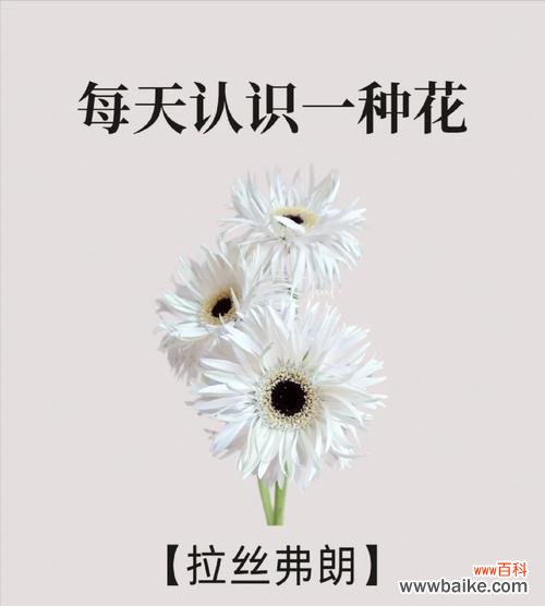 象征超脱的花语是什么花?哪种花代表超然物外?