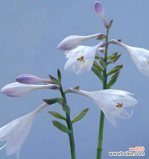 象征超脱的花语是什么花?哪种花代表超然物外?