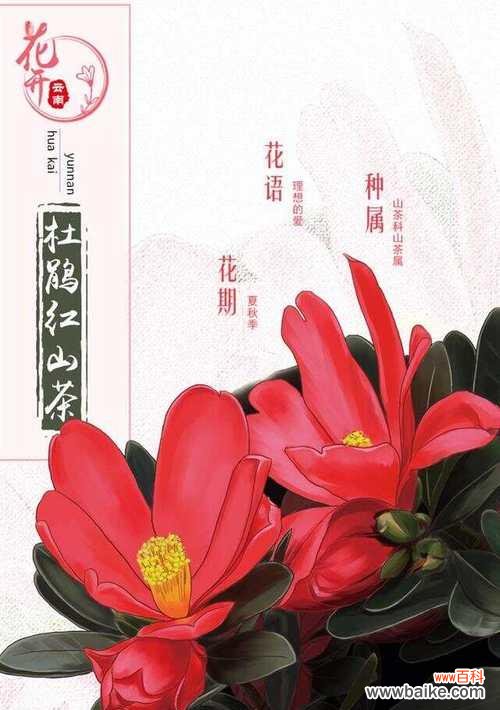 熊猫巧克力花语是什么？如何表达爱意？