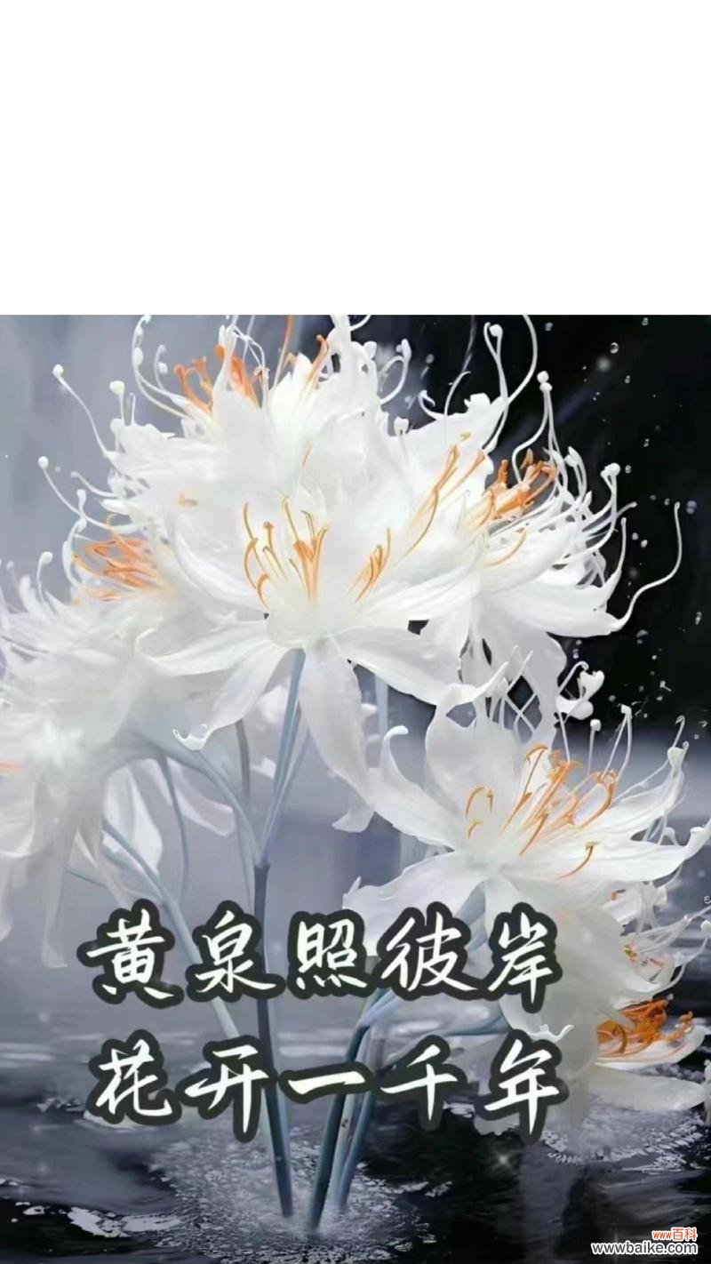 彼岸花在黄泉路上象征着什么?它的文化含义有哪些?