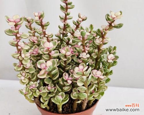 探索多肉植物的花语和关键之处 以雅乐之舞