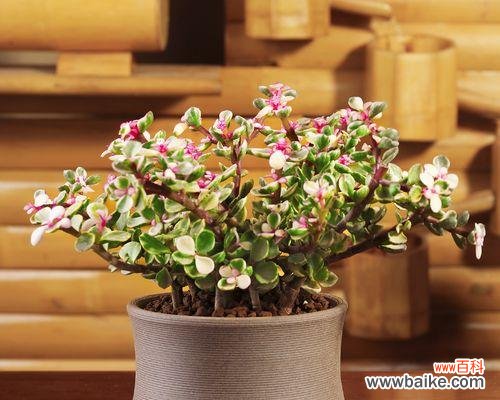 探索多肉植物的花语和关键之处 以雅乐之舞