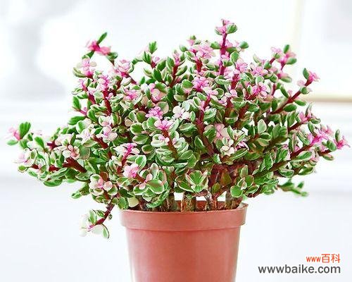 探索多肉植物的花语和关键之处 以雅乐之舞