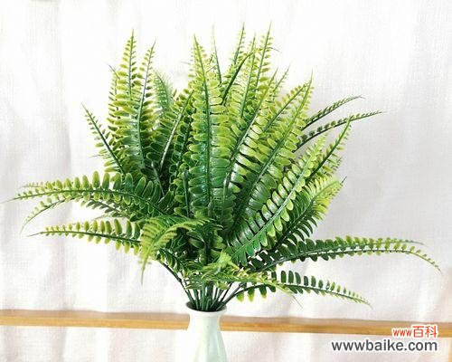 羊齿花的美丽与深层含义 羊齿花