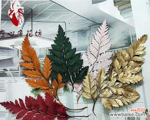 羊齿花的美丽与深层含义 羊齿花