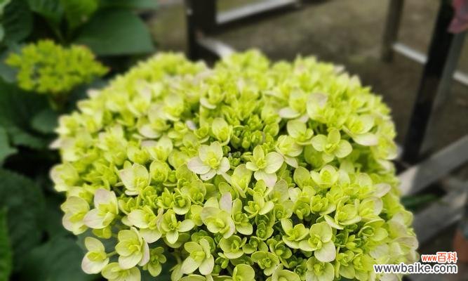 追寻花海之谜,探索绣球花的神秘世界 绣球花的传说与寓意