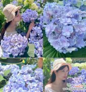 追寻花海之谜，探索绣球花的神秘世界 绣球花的传说与寓意