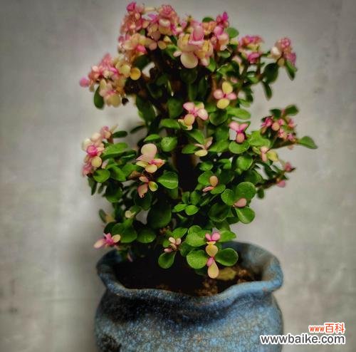 花开舞动,谱写情感的和谐旋律 以雅乐之舞传递花语的魅力