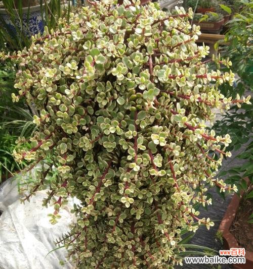 花开舞动,谱写情感的和谐旋律 以雅乐之舞传递花语的魅力