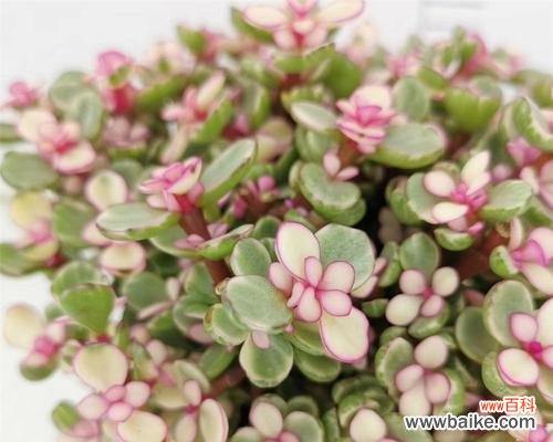 花开舞动,谱写情感的和谐旋律 以雅乐之舞传递花语的魅力