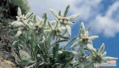 揭开雪绒花背后的花语之谜与美丽传说 雪绒花