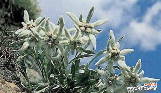 揭开雪绒花背后的花语之谜与美丽传说 雪绒花