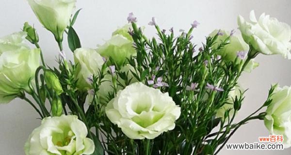 探寻岩蔷薇的神秘花语,感受它的代表意义 岩蔷薇花语与代表意义