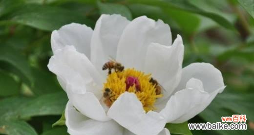 传承千年的花中美玉，岩牡丹花语传递着什么 岩牡丹花语与传说