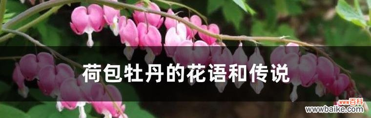 传承千年的花中美玉，岩牡丹花语传递着什么 岩牡丹花语与传说