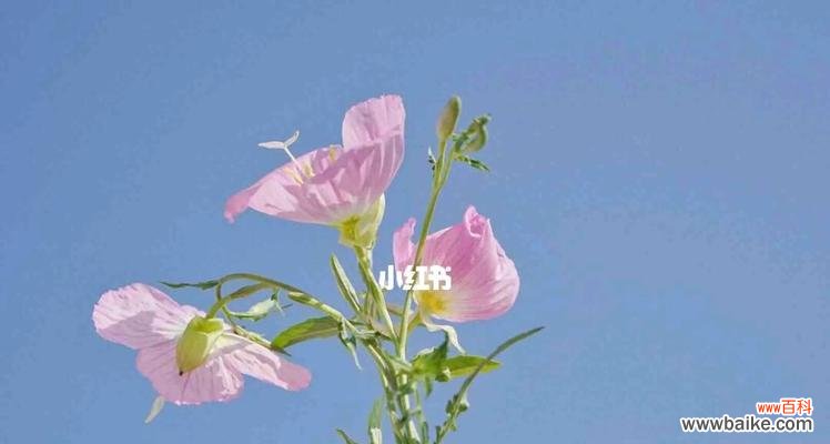 樱草盛开时,传递爱的永恒之美 樱草的花语与传说