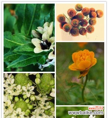 樱草盛开时,传递爱的永恒之美 樱草的花语与传说