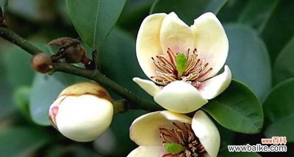 樱草盛开时,传递爱的永恒之美 樱草的花语与传说