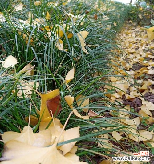 爱情的坚韧和青春的美丽 银杏叶与爱情的寓意