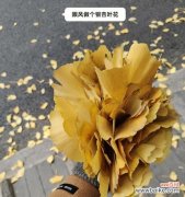 爱情的坚韧和青春的美丽 银杏叶与爱情的寓意