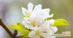 赏花与人生的深刻启示 樱桃花的寓意与象征——美丽的短暂时光