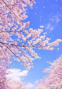 传递美丽与希望的花朵 樱花的花语与代表意义