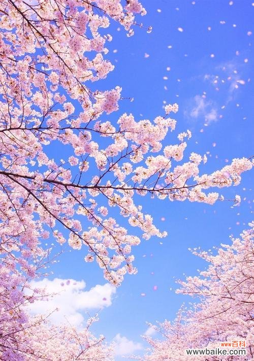 传递美丽与希望的花朵 樱花的花语与代表意义