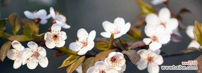 樱花的美丽与寓意，传递着春天的希望和一切的短暂 樱花的寓意与花语