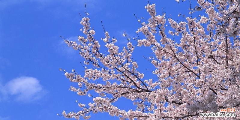 花开如梦，曼妙绽放 樱花