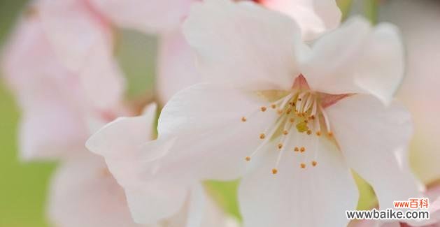 花开如梦，曼妙绽放 樱花