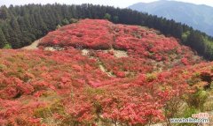 探秘映山红的花语和象征意义 映山红花语及代表意义