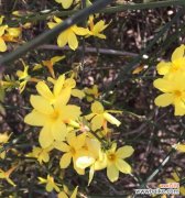迎春花花语与文化传承，传递着对新年的美好期盼 迎春花