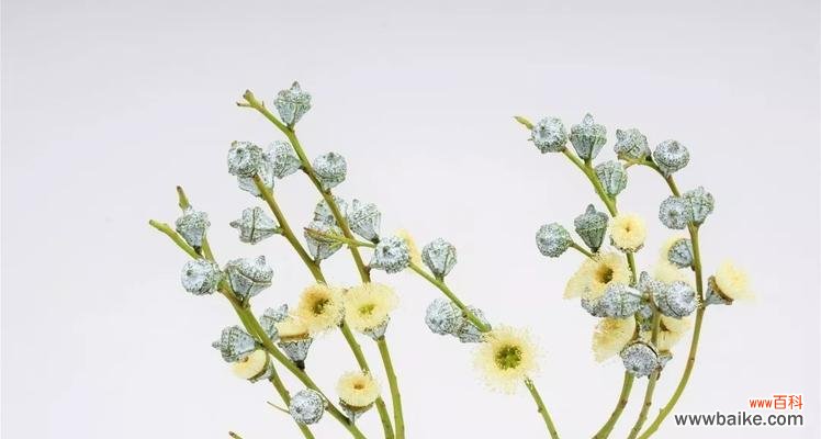 呼吸清新与平衡情绪 尤加利的花语与寓意